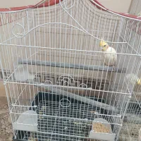 عروس هلندی