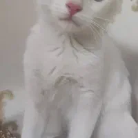 گربه
