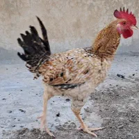 خروس محلی اصیل
