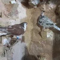 دوعدد گرفتنی پرشی بشرط ضربه کفتر تربت
