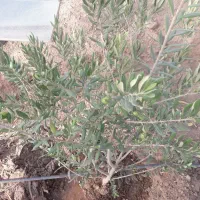 باغچه-نقلی