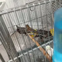 جوجه سهره قناری نر