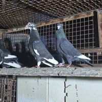 کبوتر