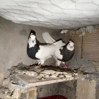 کبوتر