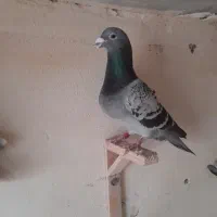 پلاکی|پرنده|طرقبه, |دیوار
