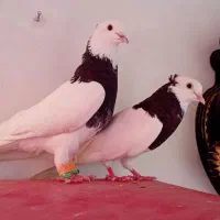 طوقی کاکلی پاک جفتی سه جفت