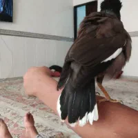 مینا سخنگو   دستی افغانی عروس  هلندی کوتوله