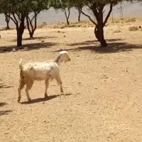 یک راس بز جوان با دو عدد بزغاله بزرگ