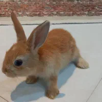 خرگوش لوپ خونگی