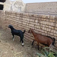 بزغاله نر و یه بز