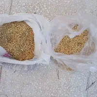 گندم فروشی
