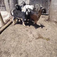 حیوانات مزرعه