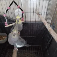 عروس سیامون