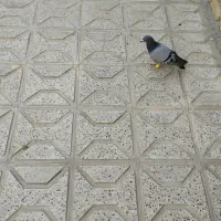 کفتر سبز