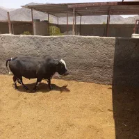 کشتار گوساله خونگی