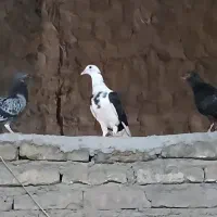 کبوتر رنگی . پلاکی .دورگ