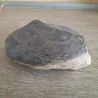 فسیل لاک پشت دریایی