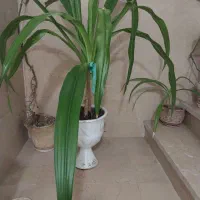 گل سوسن