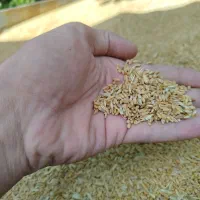 گندم کوهدشت