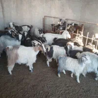 بز  شیر بز ابستن‌ بزبزغاله دار