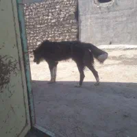 سگ گله ای