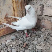 کبوتر تهرانی