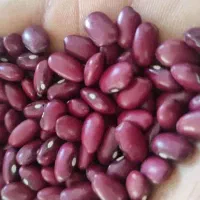 برنج لوبیا چیتی قرمز عدس نخود لپه گردو زرشک
