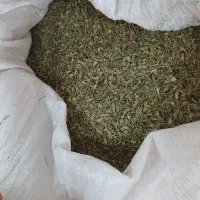 انخ محلی    اویشن محلی عدس دیم زود پز