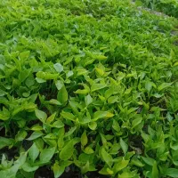 انواع نشاءگوجه و بادمجان و فلفل با بذر اصلاح شده