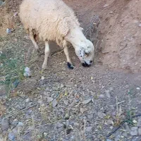 گوسفند