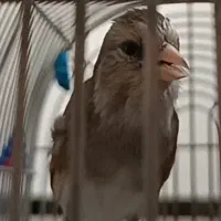 سهره قناری دهن قشنگ سیلور