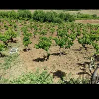 هرس واحداث باغ