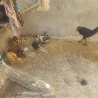 باسلام مرغ کردی همراه با خروس جوجه