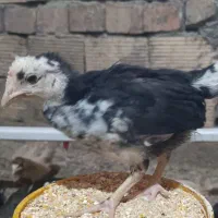 جوجه گلین۱الی۴۰روزه