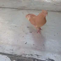 کفتر یا کبوتر