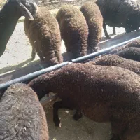 میش و بره  میش جوان  برش نر و بره ماده