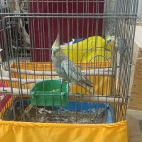 عروس هلندی