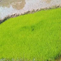 توم شیرودی. تیم دستی