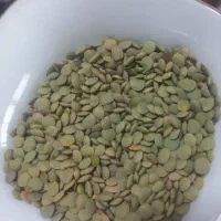عدس