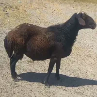 قورچ