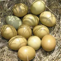تخم نطفه دار پرورشی