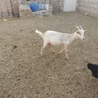 کولار سانن