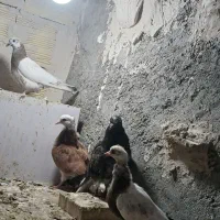 پرنده|پرنده|خوی, |دیوار