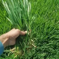 جو خسیل علف هکتاری 90 میلیون مفت