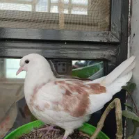 جوجه کبوتردوبالی