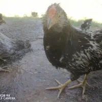 جوجه خروس گلین