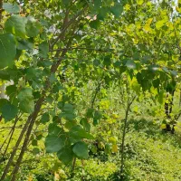 زمین ویلایی خوش قواره با کاربری مسکونی/متراژ730متر