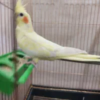 عروس