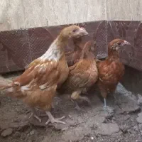 جوجه محلی و امپراطور