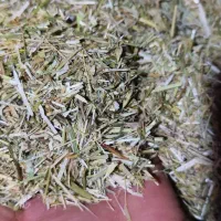 کاه علف سبز کاه جو همراه با دانه